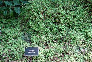 Fuchsia procumbens <br>CREEPING FUCHSIA