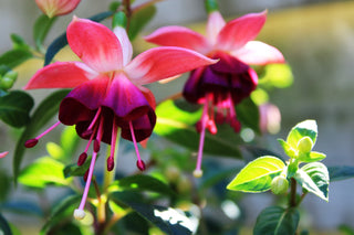 Fuchsia <br>ORNAMENTAL FUCHSIA MIX