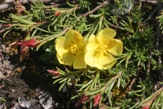 Fumana procumbens <br>YELLOW ROCK-ROSE