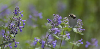 Nepeta cataria <br>CATNIP