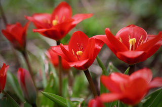 Tulipa linifolia <br>RED WILD SPECIES TULIP