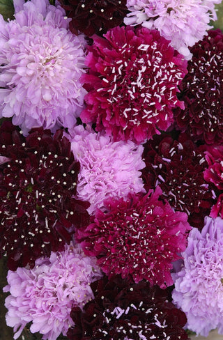 Scabiosa atropurpurea <br>PINCUSHION 'SUMMER FRUITS'