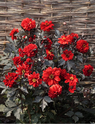 Dahlia <br>DAHLIA BLACK FOREST RUBY