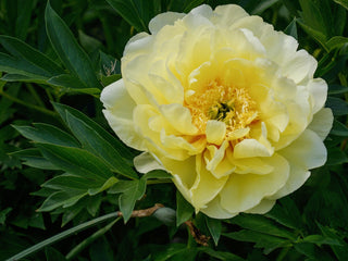 Paeonia <br>TREE PEONY MIX