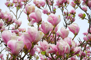 LILY MAGNOLIA <br>Magnolia liliflora