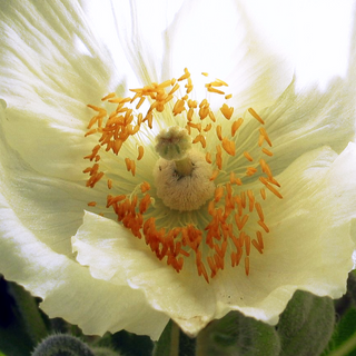 WHITE HIMALAYAN POPPY <br>Meconopsis baileyi betonicifolia alba
