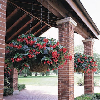 Reg dragon wing begonia hanging
