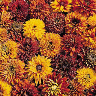 Rudbeckia hirta <br>DOUBLE RUDBECKIA 'CHEROKEE SUNSET', CONEFLOWER, BLACK EYED SUSAN