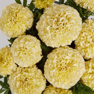 Tagetes erecta <br>MARIGOLD LANNA LACE
