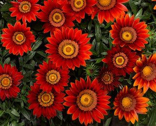 Gazania ringens <br>GAZANIA BIG KISS RED