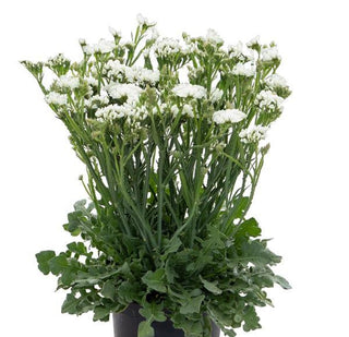 Limonium sinuatum <br>STATICE WHITE, WAVY LEAF SEA LAVENDER