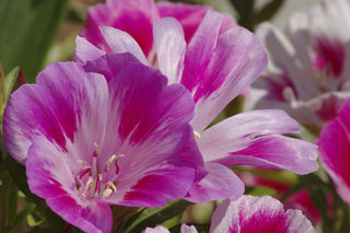 Clarkia amoena <br>NATIVE GODETIA