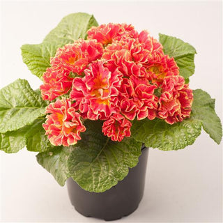 Primula vulgaris, Primula acaulis <br>PRIMROSE DOUBLE RED