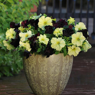 Petunia <br>PETUNIA 'LIME GREEN'