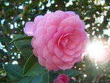 JAPANESE CAMELIA Camellia japonica