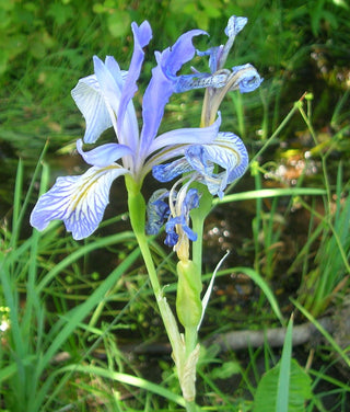 ROCKY MOUNTAIN IRIS <br>Iris missouriensis