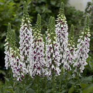 Digitalis purpurea <br>FOXGLOVE PAM'S SPLIT