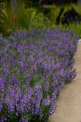 Angelonia augustifolia <br>ANGELONIA LAVENDER
