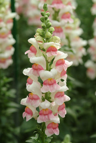 Antirrhinum <br>SNAPDRAGON APPLEBLOSSOM POTOMAC