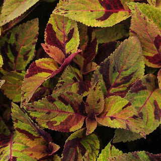 Coleus blumei <br>COLEUS MOSAIC