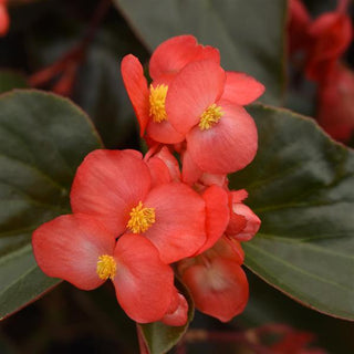 Begonia coccinea <br>BEGONIA RED DRAGON WING ANGEL WING, BRONZE FOLIAGE