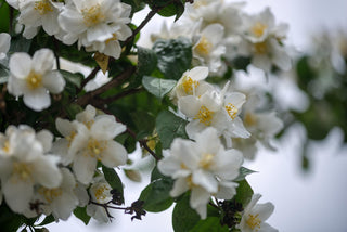 Philadelphus coronarius <br>SWEET MOCKORANGE MOCK ORANGE
