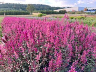 Agastache cana <br>HYSSOP 'ZUNI'