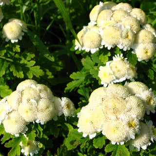 Chrysanthemum tanacetum parthenium <br>SNOWBALL FLOWER
