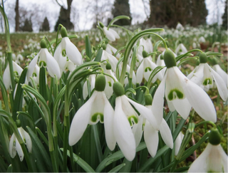 Galanthus nivalis <br>SNOWDROP