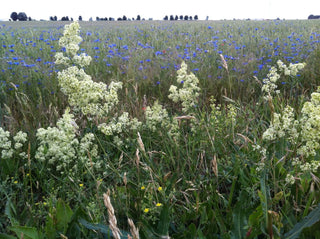 Galium album <br>WHITE BEDSTRAW