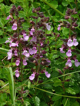 Teucrium chamaedrys <br>WALL GERMANDER