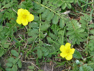 Potentilla anserina <br>GOOSE GRASS