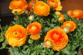 Ranunculus <br>RANUNCULUS COMPACT MIX