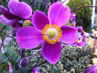 Anemone hupehensis <br>DARK PINK ANEMONE