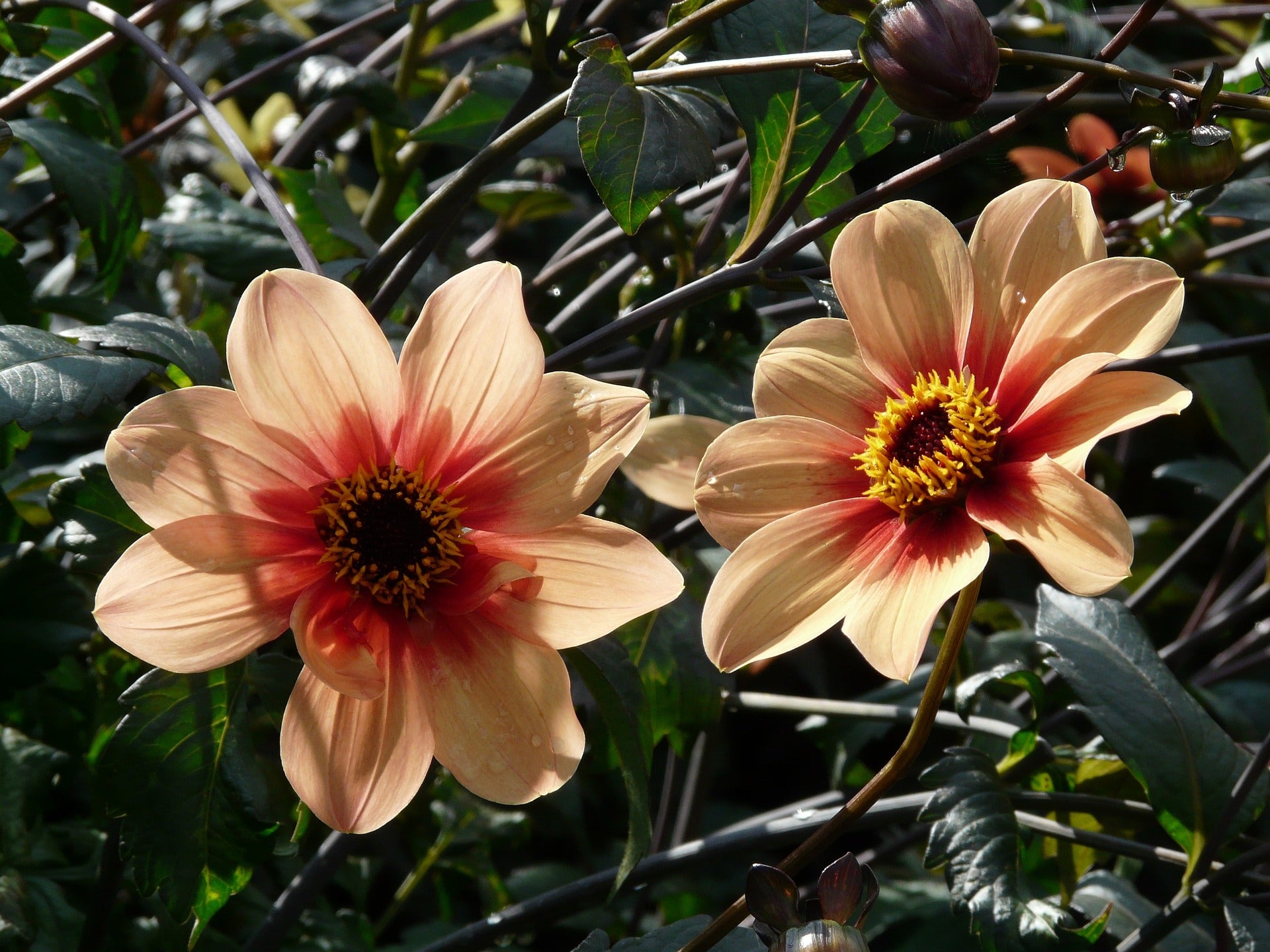 dark leaf dahlia seeds Dahlia DAHLIA 'BISHOP'S CHILDREN' Dark Foliage! – Ferri Seeds