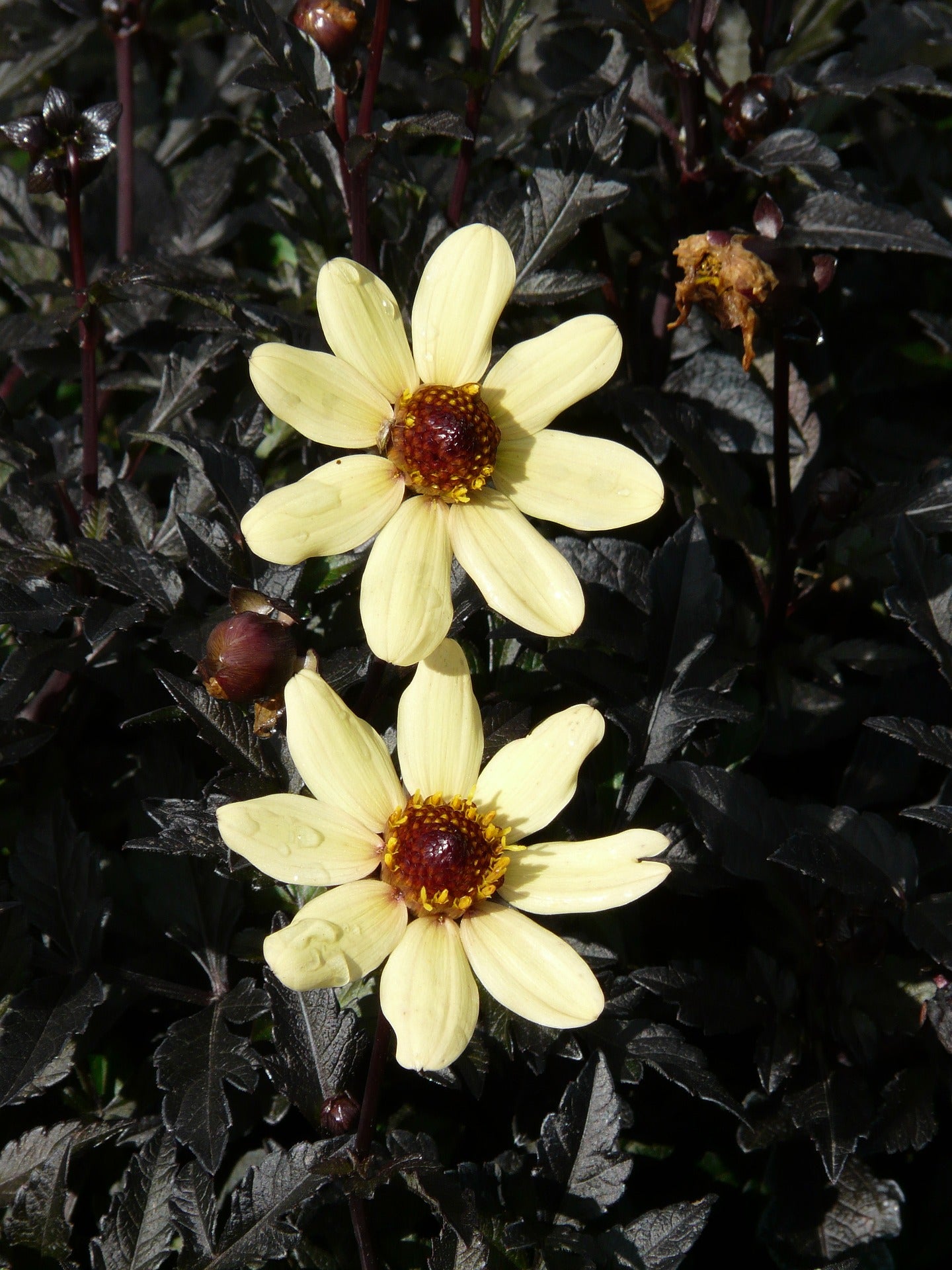 dark leaf dahlia seeds Dahlia DAHLIA 'BISHOP'S CHILDREN' Dark Foliage! – Ferri Seeds