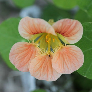 Tropaeolum majus <br>PEACH NASTURTIUM