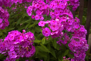 Phlox paniculata <br>GARDEN PHLOX