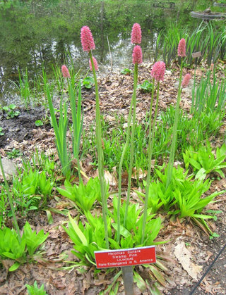 Helonias bullata <br>SWAMP PINK