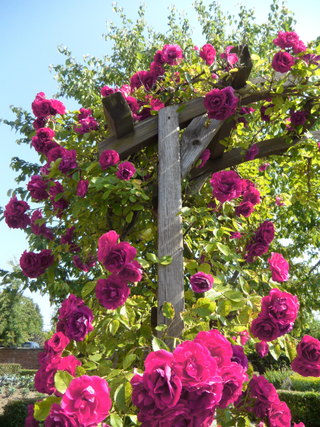 Rosa grandiflora <br>PURPLE CLIMBING ROSE