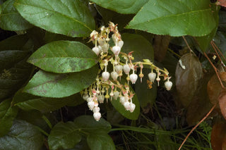 Gaultheria shallon <br>OREGON WINTERGREEN