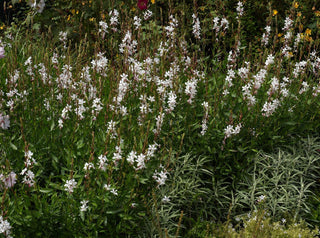 Gaura lindheimeri <br>BEEBLOSSOM WHITE