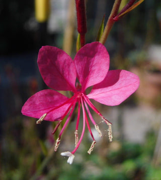 Gaura lindheimeri <br>BEEBLOSSOM PINK