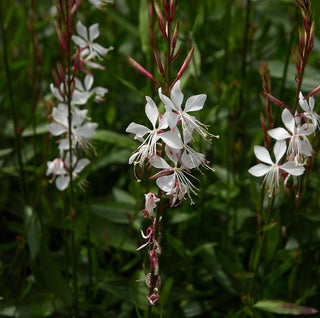 Gaura lindheimeri <br>APPLEBLOSSOM GRASS