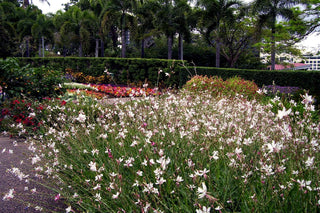 Gaura lindheimeri <br>APPLEBLOSSOM GRASS