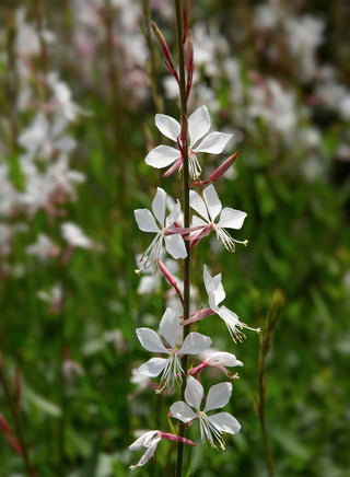 Gaura lindheimeri <br>BEEBLOSSOM WHITE