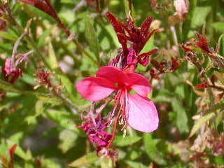 Gaura lindheimeri <br>BEEBLOSSOM PINK