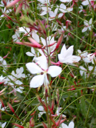 Gaura lindheimeri <br>APPLEBLOSSOM GRASS