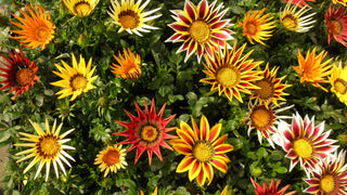 Gazania ringens <br>GAZANIA MIX