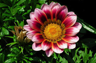 Gazania ringens <br>GAZANIA MIX